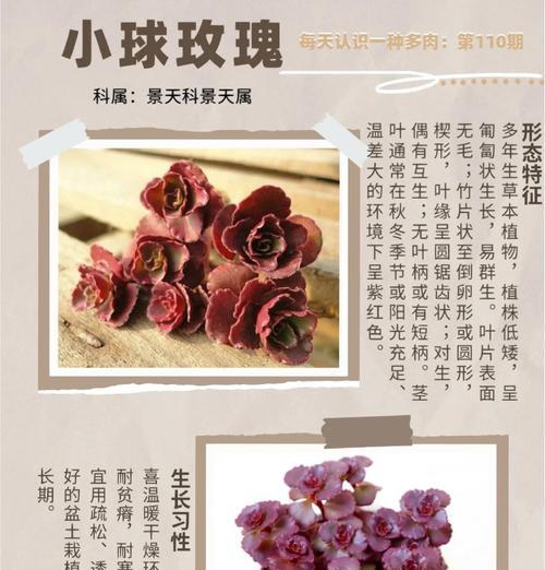 袖珍玫瑰的养殖技巧有哪些？怎样才能开花更多？