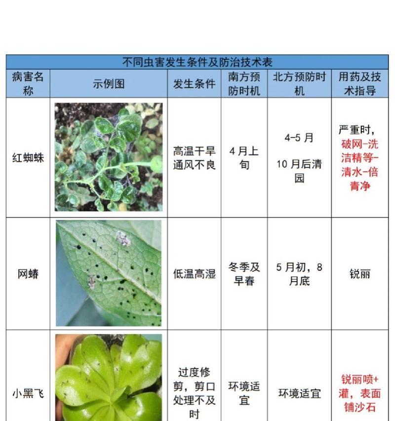 牡丹花的养护技巧有哪些？如何避免病虫害？