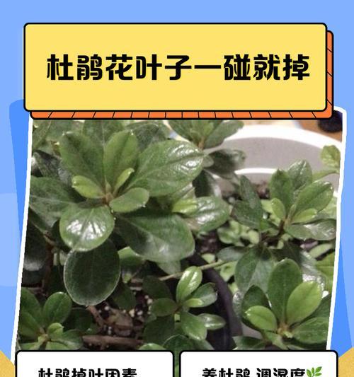 花卉修剪叶子的正确步骤是什么？怎样修剪才能促进花的生长？