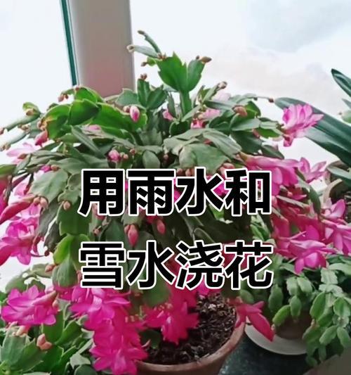 浇花用什么水最好？自来水还是雨水？
