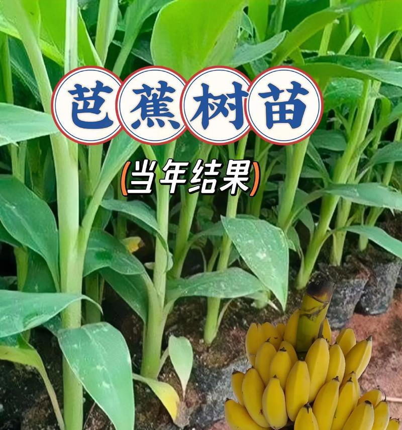 芭蕉的养护技巧有哪些？如何让芭蕉长得更加茂盛？
