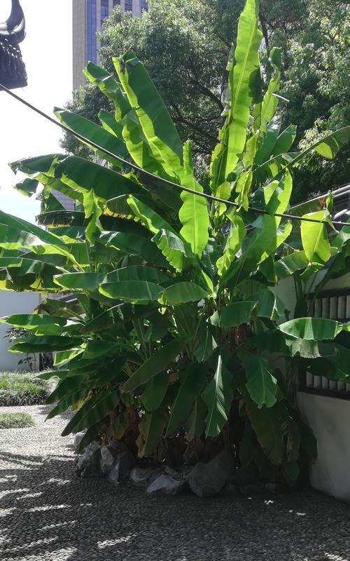 芭蕉的养护技巧有哪些？如何让芭蕉长得更加茂盛？