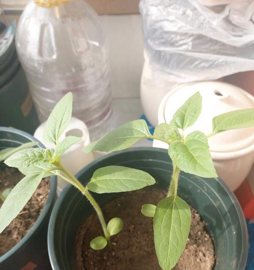 葵花种植的步骤是什么？如何确保葵花顺利生长？