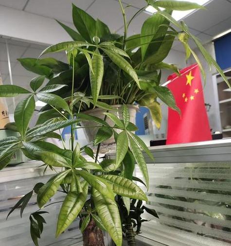 室内植物摆放有哪些风水讲究？
