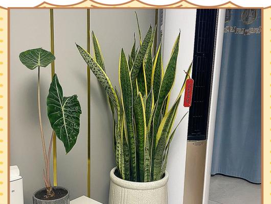 室内植物摆放有哪些风水讲究？