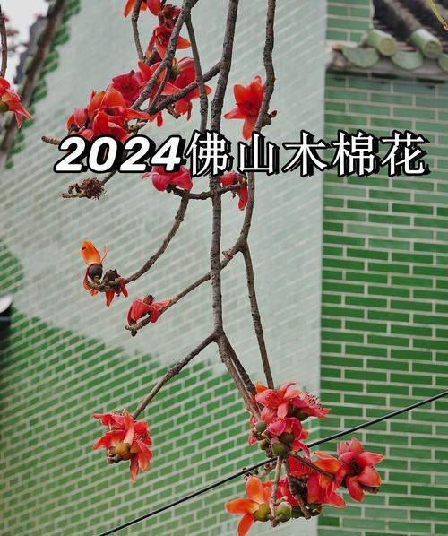 木棉花有哪些品种？木棉花品种特点与养护方法？