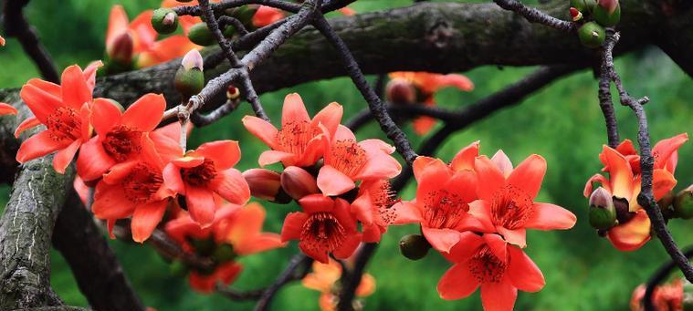 木棉花有哪些品种？木棉花品种特点与养护方法？