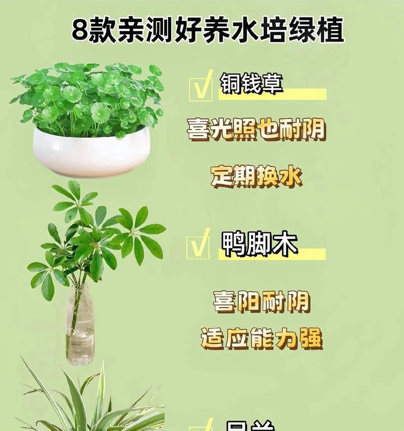 水养开花植物有哪些？养护技巧是什么？