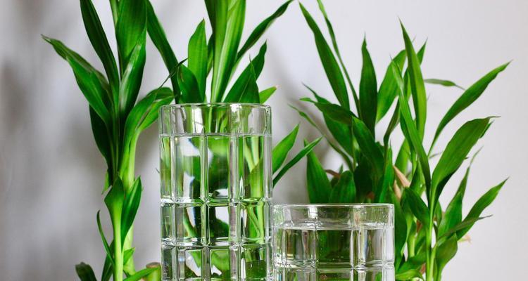 水养开花植物有哪些？养护技巧是什么？