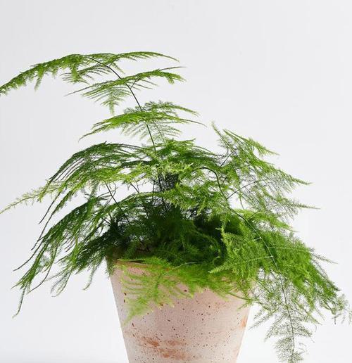 攀援植物有哪些种类？它们的生长习性是什么？