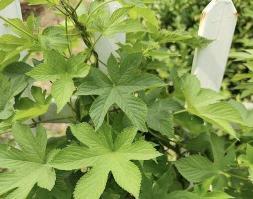 攀援植物有哪些种类？它们的生长习性是什么？