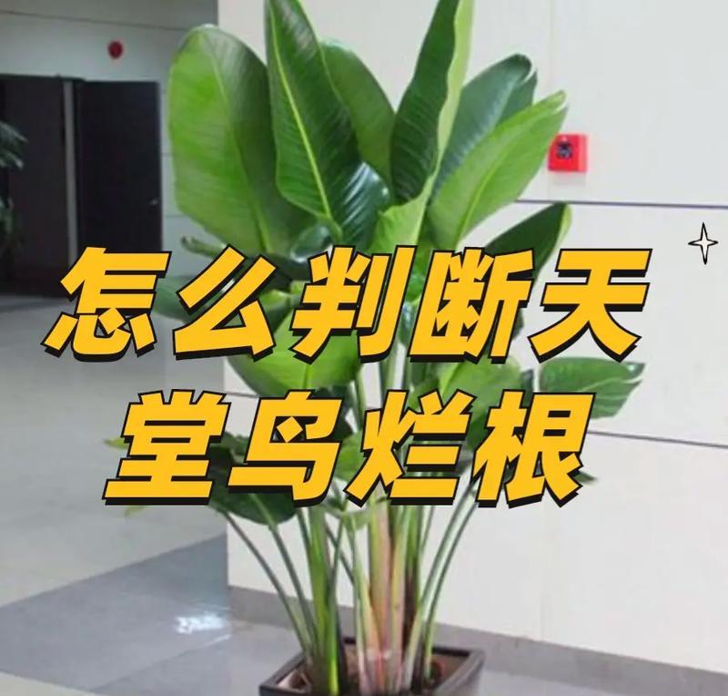 碰碰香烂根怎么办？烂根的急救措施是什么？