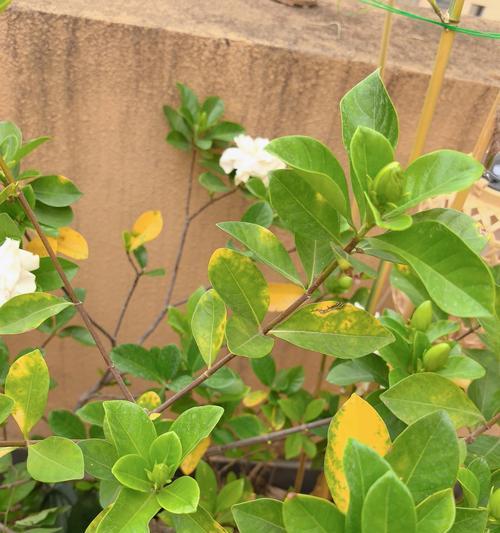 栀子花叶子发黄如何处理？有哪些常见原因和解决方法？