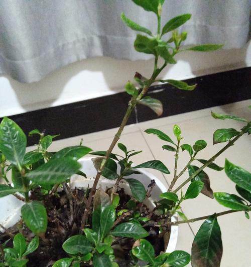 栀子花叶子发黄如何处理？有哪些常见原因和解决方法？