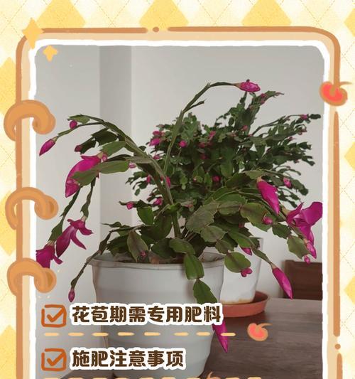 蟹爪莲需要什么肥料？如何正确施肥？