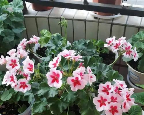 家庭阳台适合种植哪些花卉？