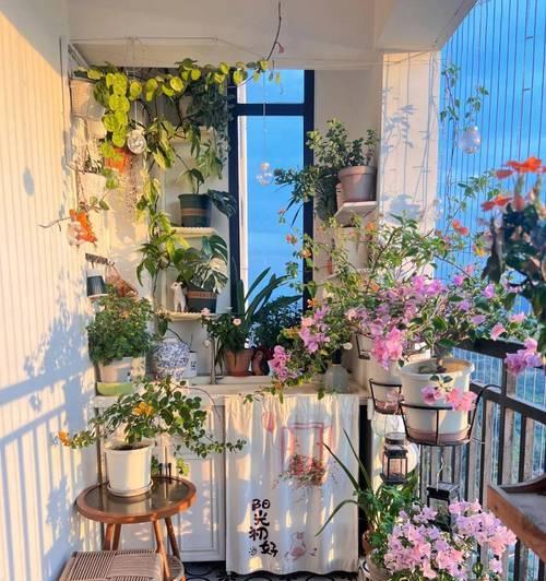 家庭阳台适合种植哪些花卉？