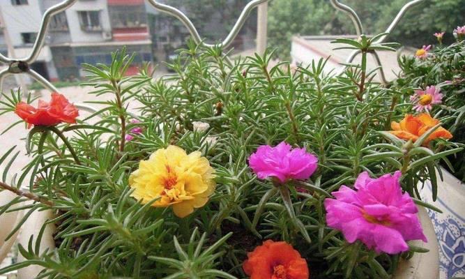家庭阳台适合种植哪些花卉？