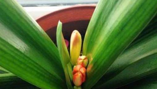 君子兰花夹箭了怎么办？如何促进开花？