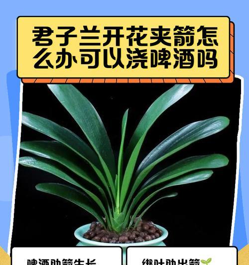 君子兰花夹箭了怎么办？如何促进开花？