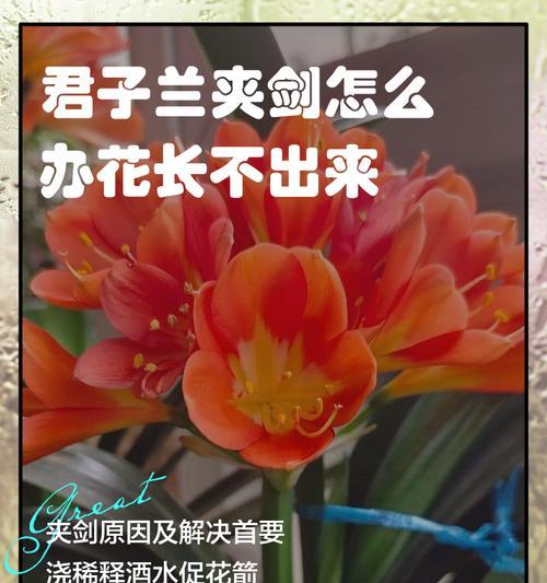 君子兰花夹箭了怎么办？如何促进开花？