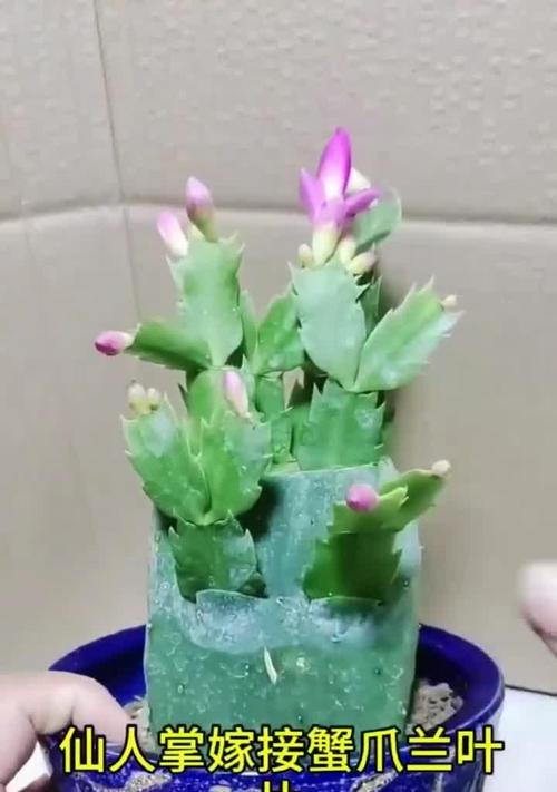 仙人球嫁接蟹爪兰的方法和技巧？