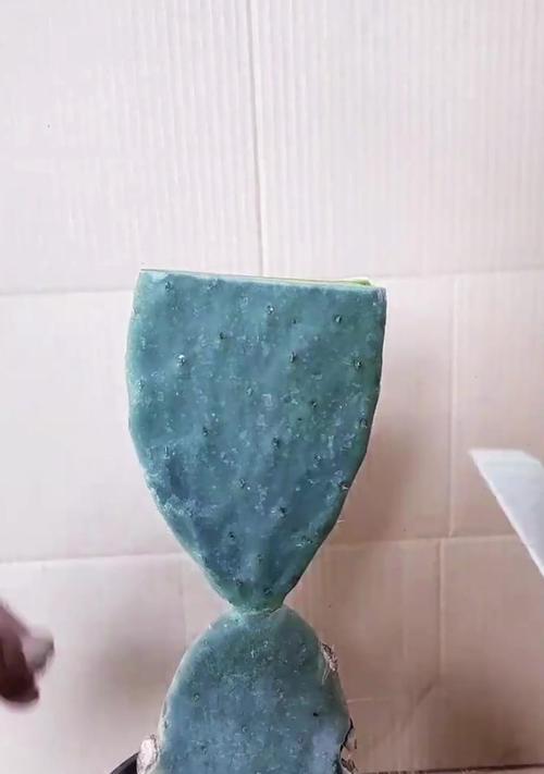 仙人球嫁接蟹爪兰的方法和技巧？