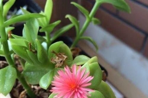牡丹吊兰虫害的解决办法是什么？