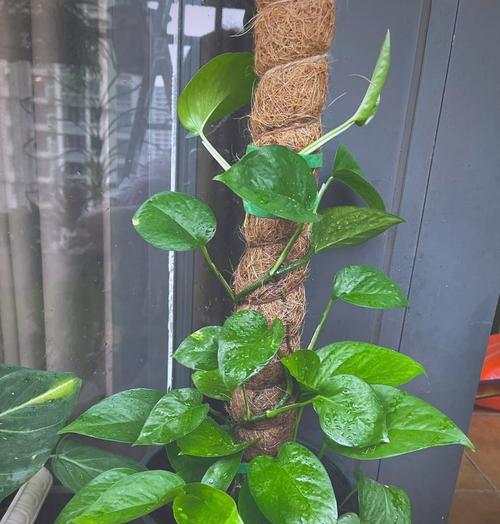 哪些室内植物适合在阴暗环境中生长？