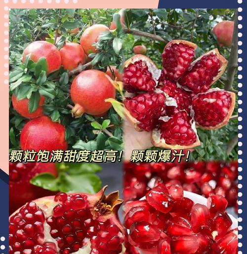 石榴栽培的正确方法是什么？