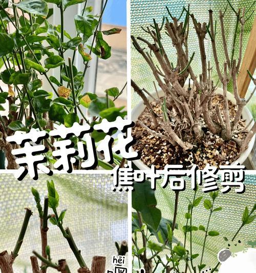 茉莉花修剪方法是什么？茉莉花修剪的步骤有哪些？