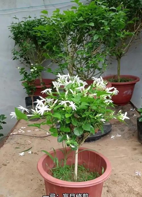 茉莉花修剪方法是什么？茉莉花修剪的步骤有哪些？