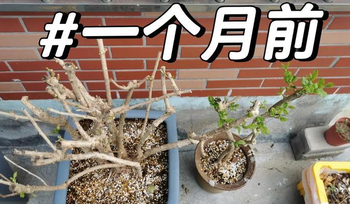 茉莉花修剪方法是什么？茉莉花修剪的步骤有哪些？