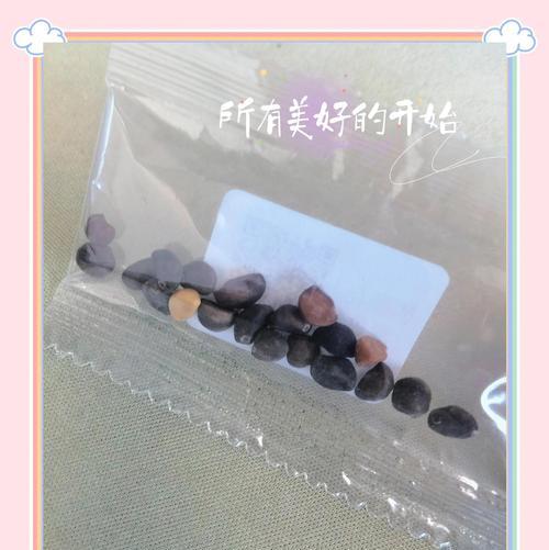 牵牛花种植步骤和管理要点是什么？