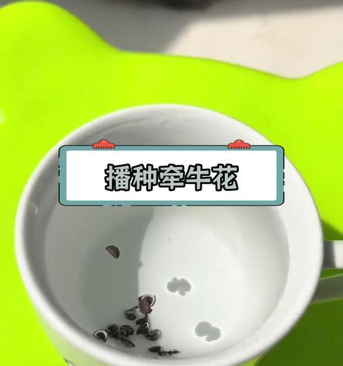 牵牛花种植步骤和管理要点是什么？