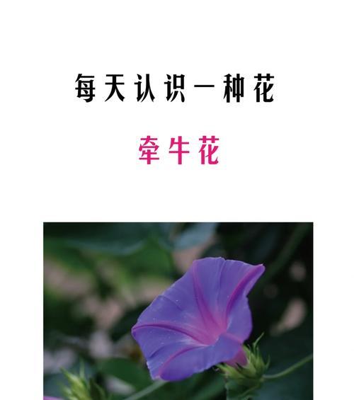 牵牛花种植步骤和管理要点是什么？