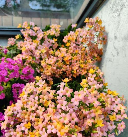 广西适合种植哪些花卉品种？广西花卉品种选择有哪些建议？