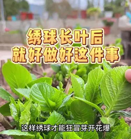 花种发芽后浇水需要注意什么？怎样正确浇水？