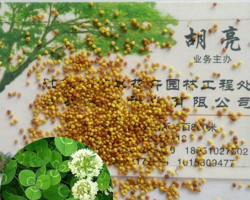 三叶草种子播种方法是什么？如何提高发芽率？