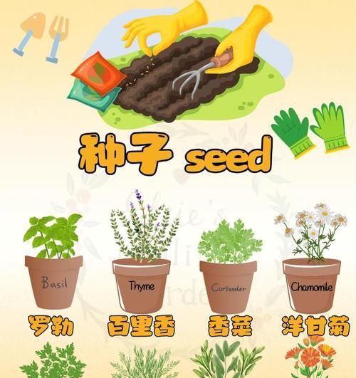 三叶草种子播种方法是什么？如何提高发芽率？