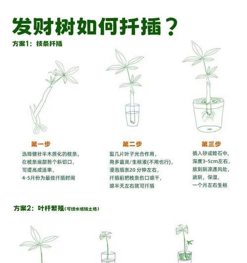 大型发财树的养护技巧有哪些？