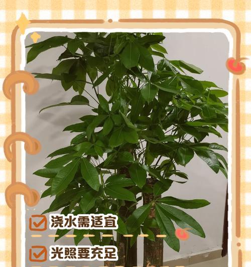 大型发财树的养护技巧有哪些？