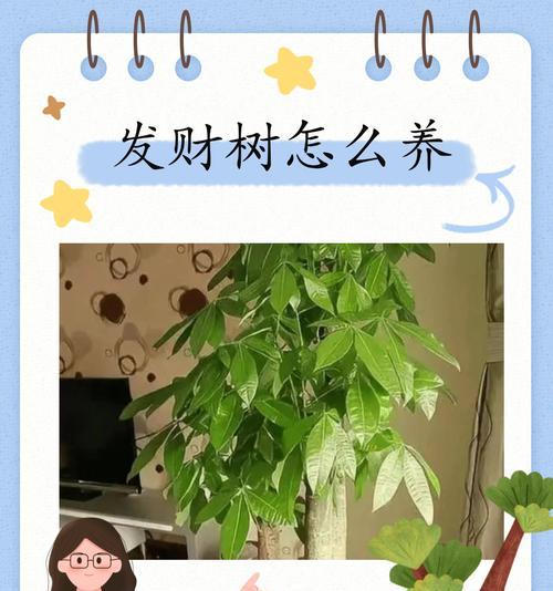 大型发财树的养护技巧有哪些？