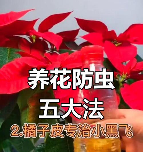花怎么防虫？花卉防虫的有效方法和预防措施是什么？