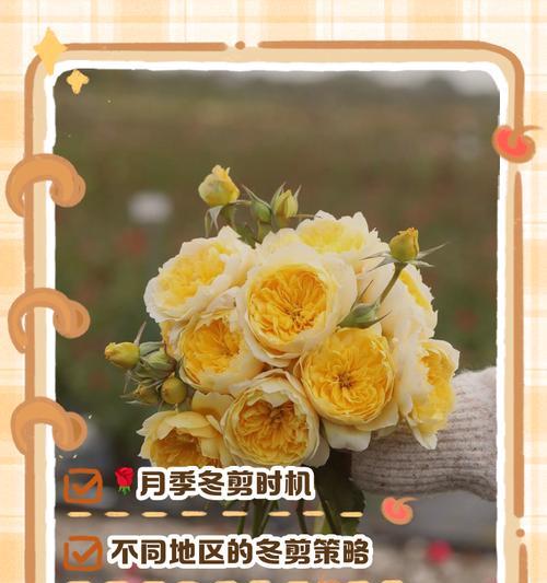 月季花繁殖方法有哪些？如何繁殖出更多月季？