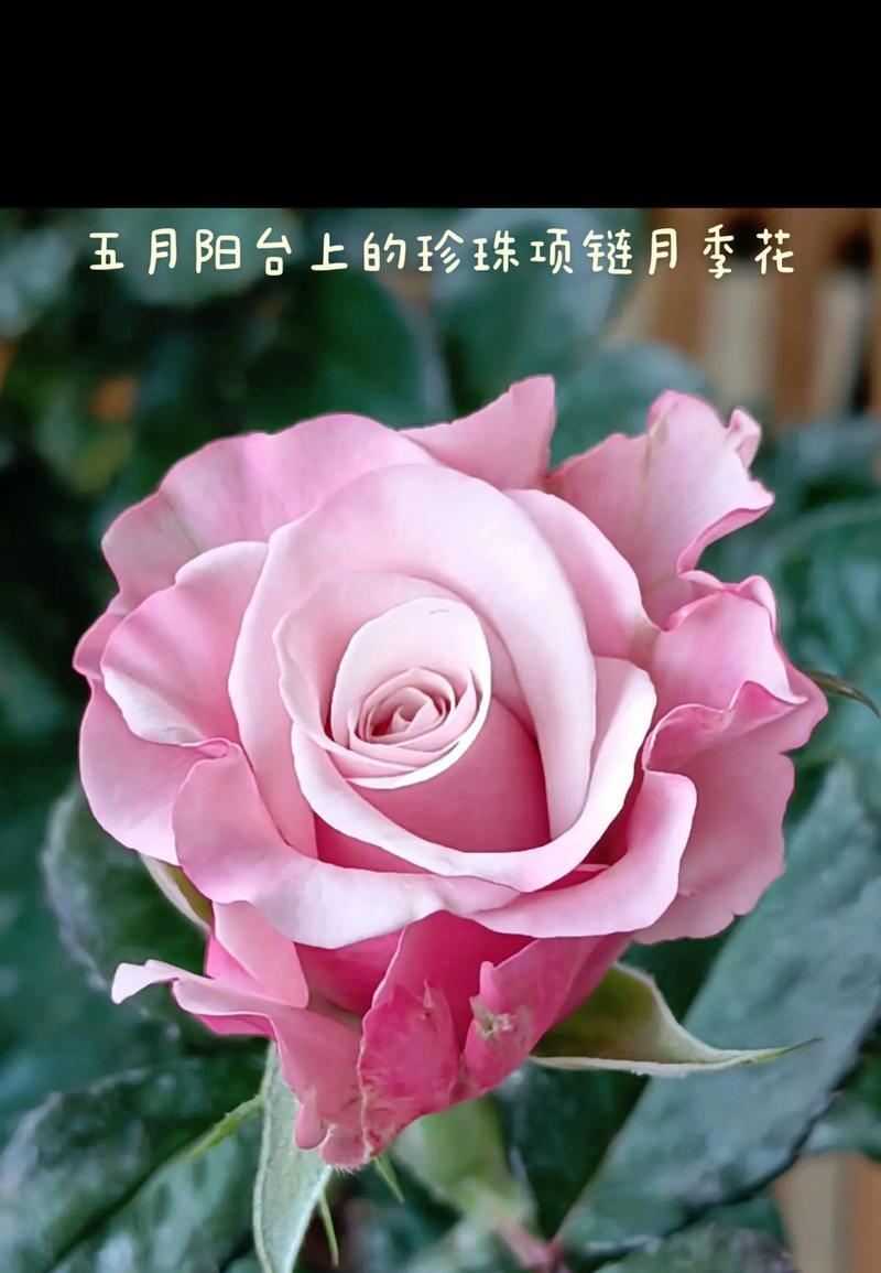 月季花繁殖方法有哪些？如何繁殖出更多月季？
