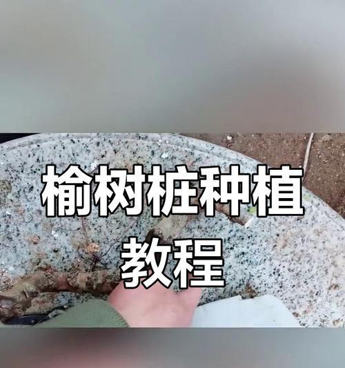 榆树老桩挖掘和栽培的最佳方法是什么？