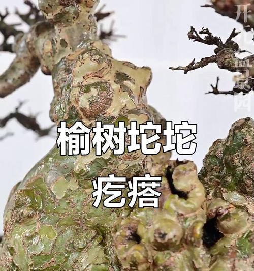 榆树老桩挖掘和栽培的最佳方法是什么？