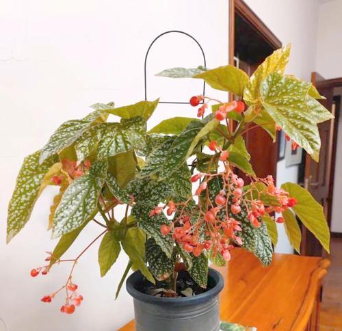 室内开花植物有哪些？室内开花植物的选择和养护技巧是什么？