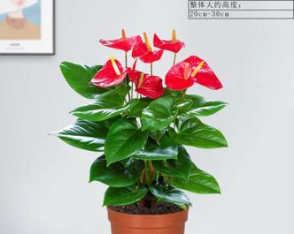 室内开花植物有哪些？室内开花植物的选择和养护技巧是什么？